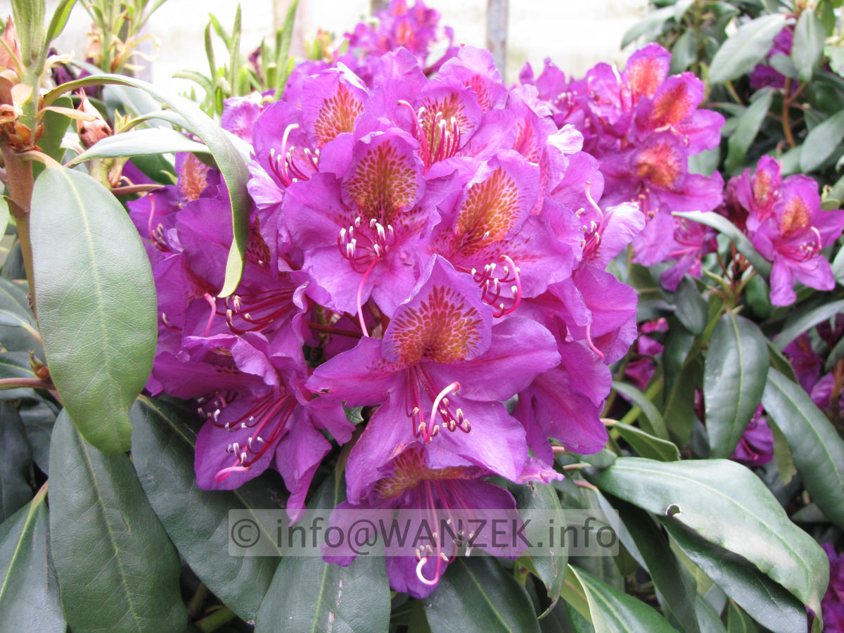 Rhododendron Marcel Menard 01.JPG